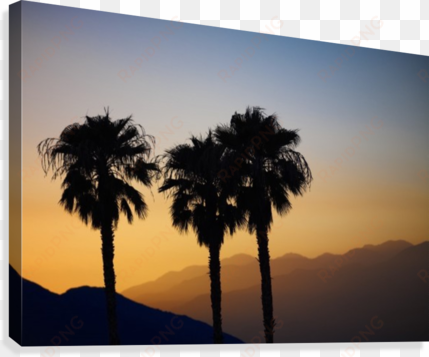 silhouette of three palm trees at sunset with layers - silhouette of three palm trees at sunset