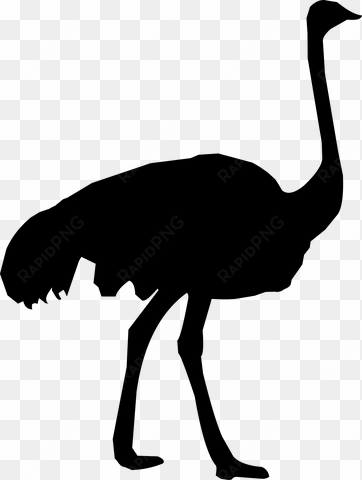 silhouette, ostrich, zoo, feather make a donation, - ostrich silhouette