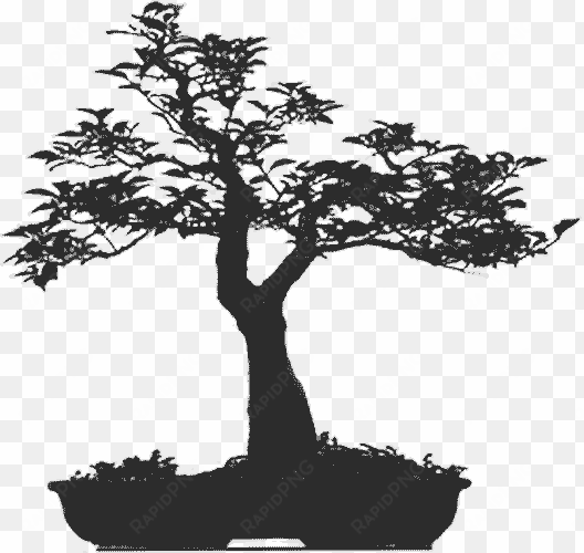 sillouhette - - bonsai tree