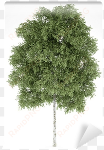 silver birch tree png - birch