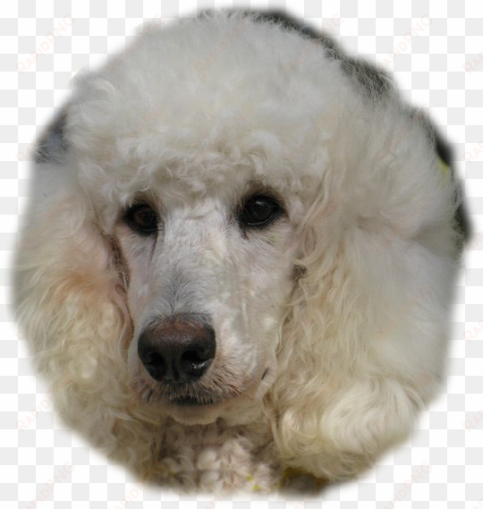silver standard poodles for sale - poodle