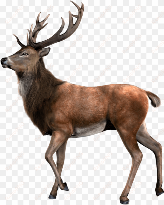 single deer - venado png