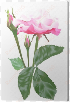 single isolated light pink rose and buds canvas print - Розы В png На Прозрачном Фоне