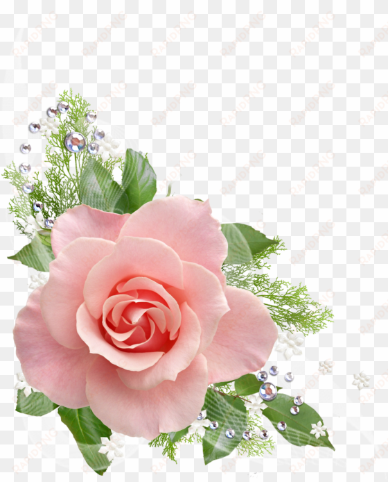 single pink rose png - pink roses transparent background