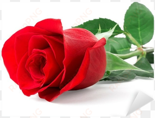 single red rose flowers