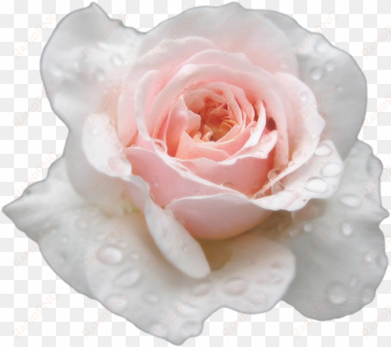 single white rose png - transparent roses tumblr white