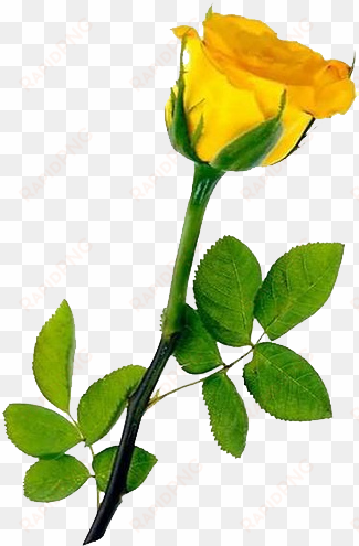 single yellow rose transparent background - hd single yellow rose