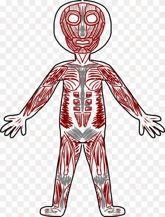 skeletal muscle clip art - body muscles clipart