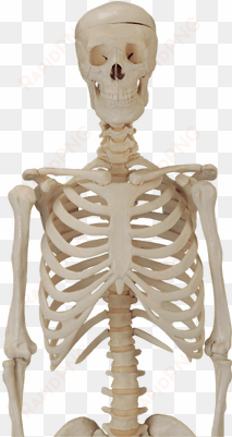 skeleton png for picsart