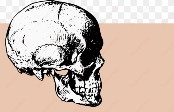 skull computer icons bone drawing human skeleton - skull side view png
