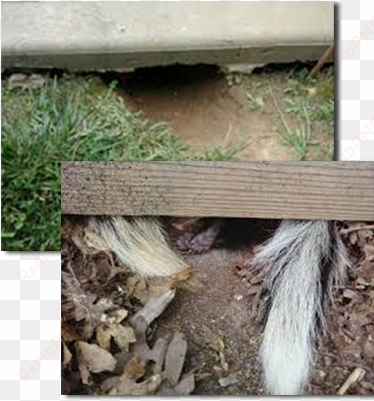 skunk removal is the first step in solving a skunk - skunk