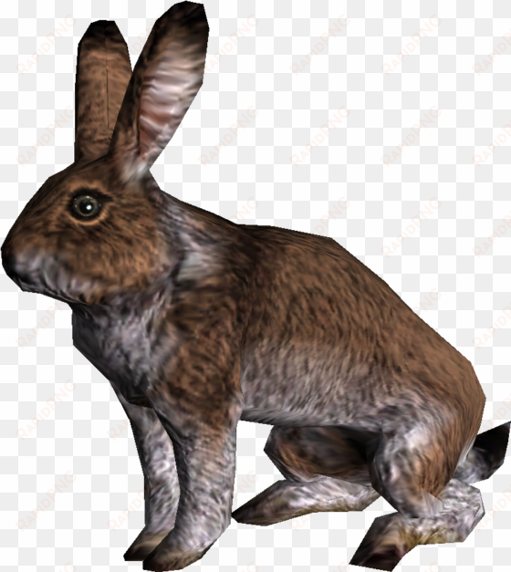 skyrim rabbit