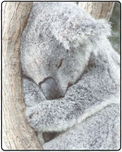 sleeping koala blanket 40"x50" - sleeping koala shower curtain - 71" by 74"