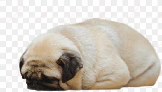 sleeping pug - ib-sound heating pads for pets, electric heating pad