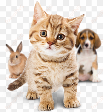 small cute cat png