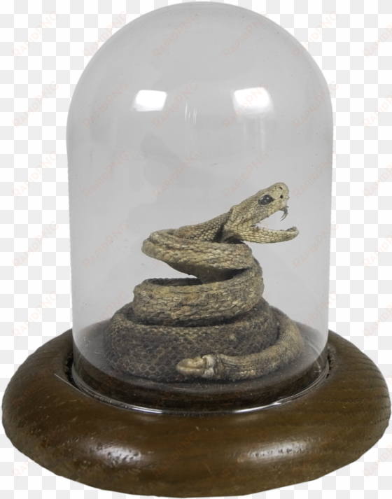 small rattlesnake in glass casing