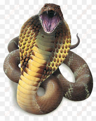 snake png high-quality image - king cobra snake png