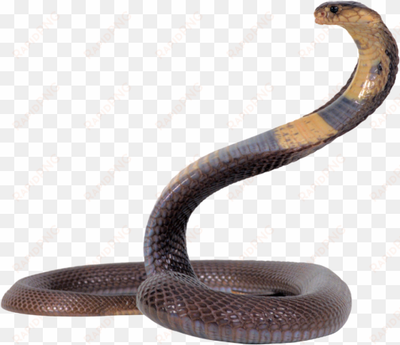 snake png image - png snake