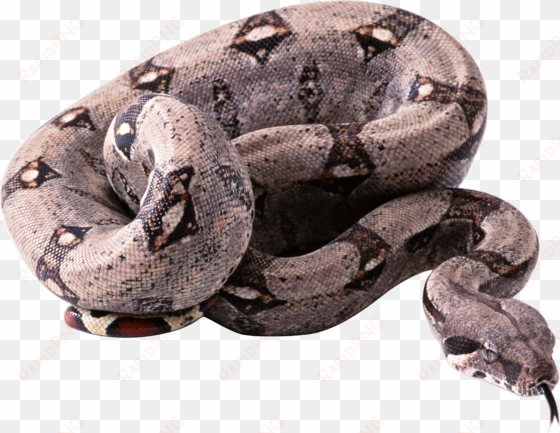 snake png - python snake png