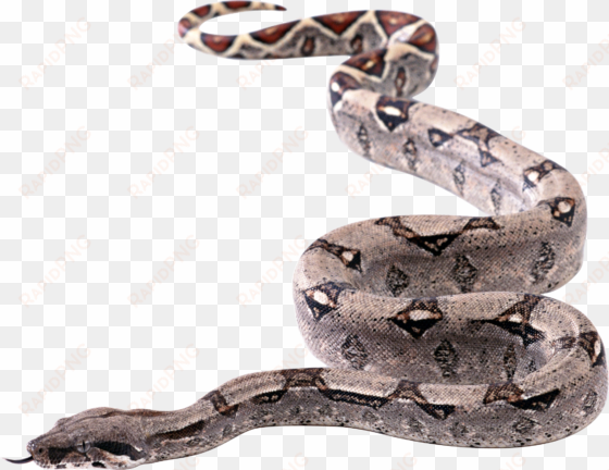 snake transparent