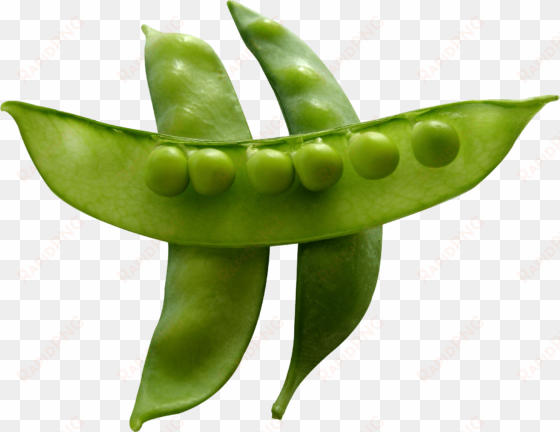 snow peas - snow peas png