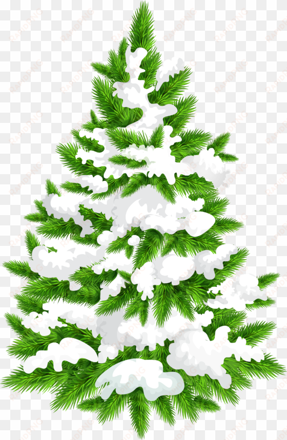 snowy pine tree png clip art image - clip art