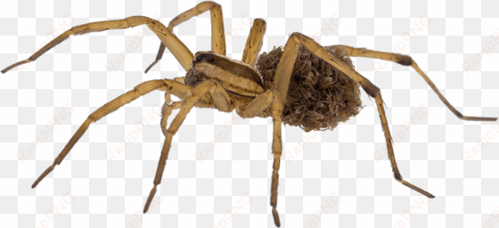 so unless you have the proper products, the proper - common spiders in uae