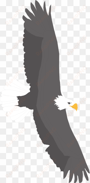 soaring bald eagle clip art - eagle