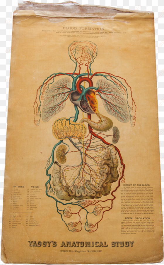 sold - art print: blood formation and circulation, 24x18in.