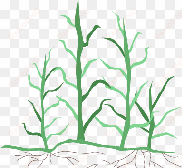 some facts about bermuda grass - bermuda grass stem illustration
