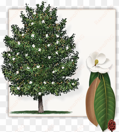 southern magnolia tree - southern magnolia tree clipart