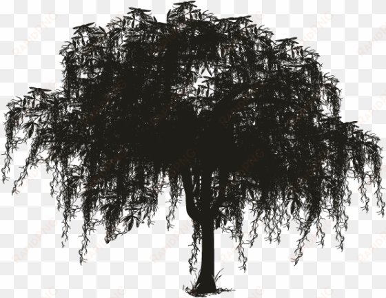 spanish woody plant silhouette oak transprent free - spanish moss tree silhouette