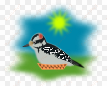 sparrow, pecker, woodpecker, bird - woodpecker