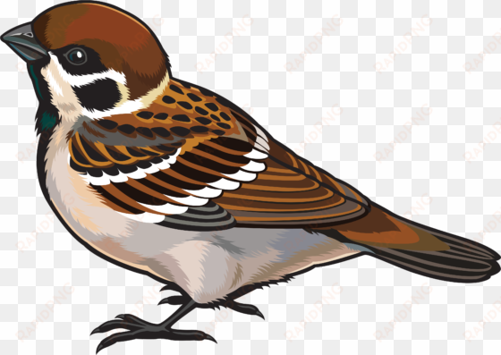 sparrow png images free download download - clipart image of sparrow