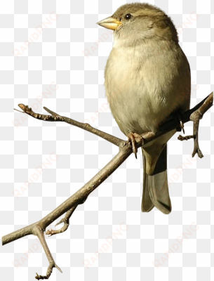 sparrow sticker - png transparent sparrow bird