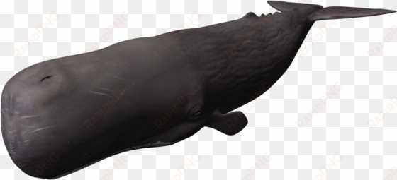 sperm whale clipart brown - whale 3d png