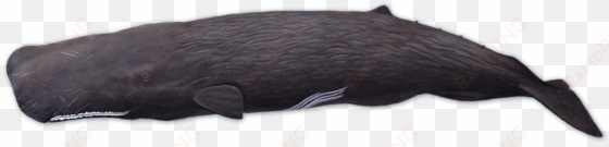 sperm whale png - voices in the sea sperm whale