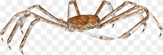 spider crab png - crab