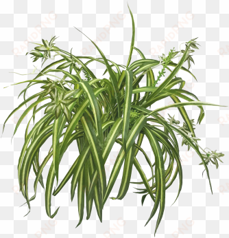 spider plants are great for indoor air cleaning and - chlorophytum comosum png