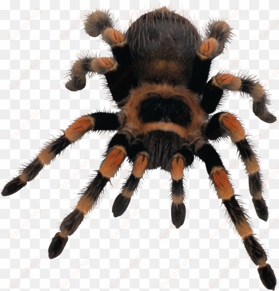 spider png