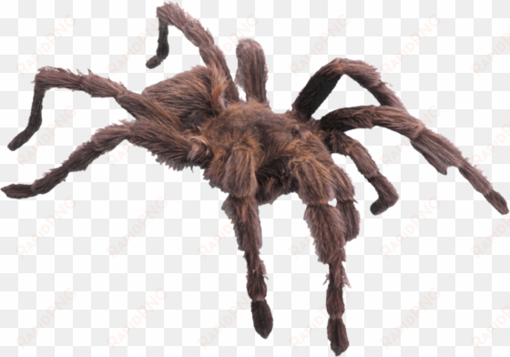 spider png image - has 4 legs and 1 foot
