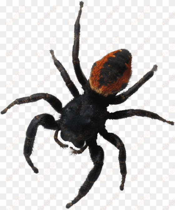 Spider Png Image Png Image - Brachypelma Hamorii transparent png image