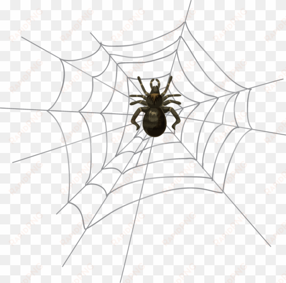 spiders drawing realistic