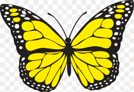 spiritual meaning of yellow butterflies - yellow butterfly
