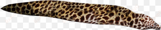 spotted eel png - slug
