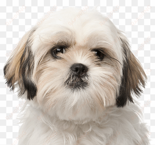 sprawdź, czego potrzebuje twój szczeniak - royal canin shih tzu junior