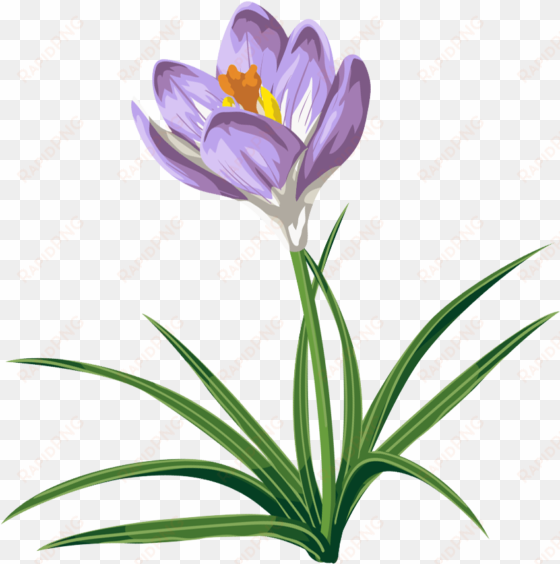 spring clipart crocus - crocus clip art