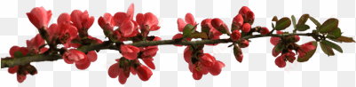 spring flower buttons on branch - bom dia pra vc que acordou