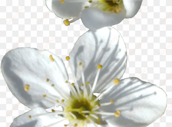 spring flower png transparent image png mart - flower