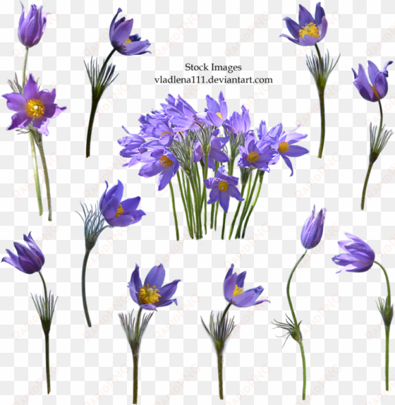 spring flowers png 2 by vladlena111 - flower real png deviantart